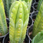 #EC43 Trichocereus Pachanoi ECK Cactus Potted and Cuttings