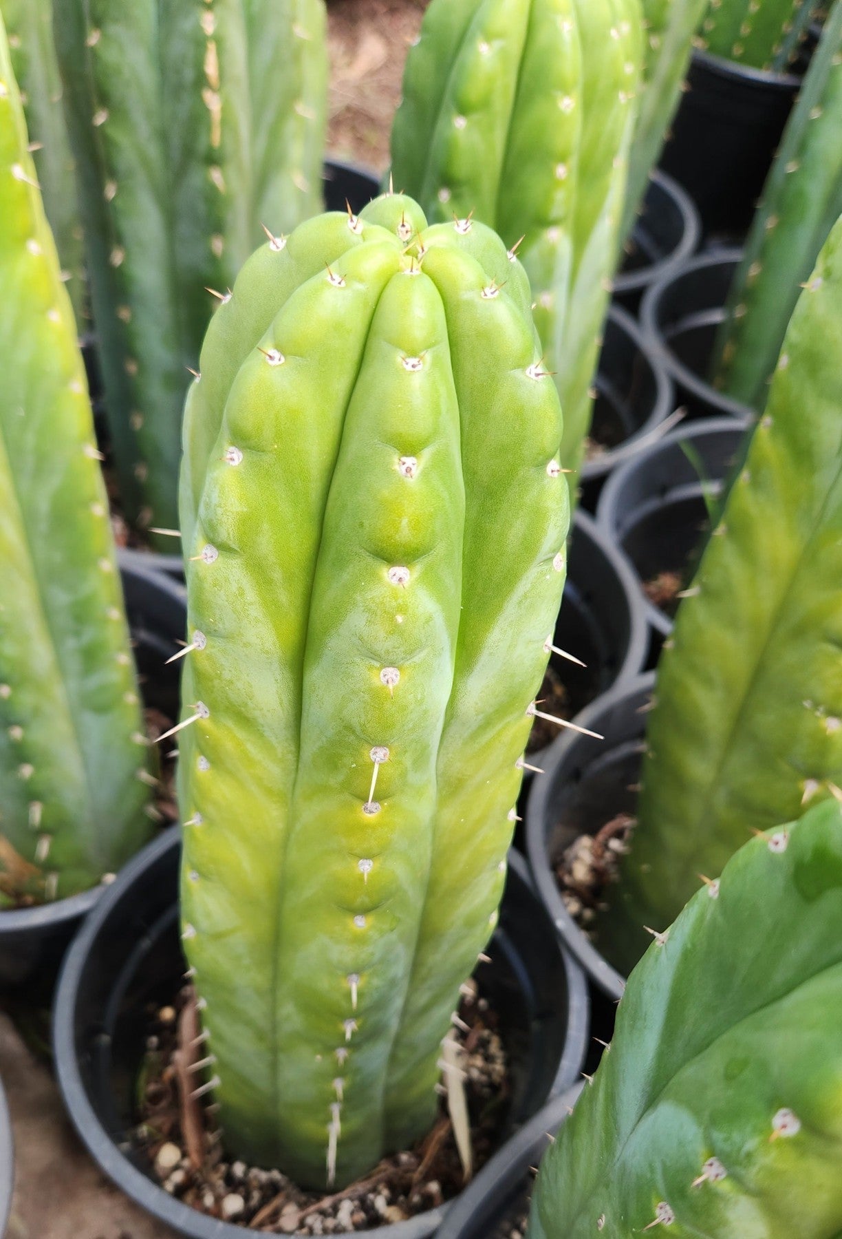 #EC43 Trichocereus Pachanoi ECK Cactus Potted and Cuttings