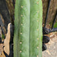 #EC43 Trichocereus Pachanoi ECK Cactus Potted and Cuttings
