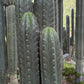 #EC43 Trichocereus Pachanoi ECK Cactus Potted and Cuttings