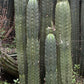 #EC43 Trichocereus Pachanoi ECK Cactus Potted and Cuttings