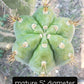 #EC45 EXACT Trichocereus Peruvianus "Storage Yard" Cactus CUTTING