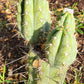 #EC45 EXACT Trichocereus Peruvianus "Storage Yard" Cactus CUTTING