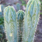 #EC45 EXACT Trichocereus Peruvianus "Storage Yard" Cactus CUTTING