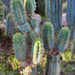 #EC45 EXACT Trichocereus Peruvianus "Storage Yard" Cactus CUTTING