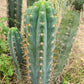#EC45 EXACT Trichocereus Peruvianus "Storage Yard" Cactus CUTTING