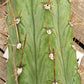 #EC45 EXACT Trichocereus Peruvianus "Storage Yard" Cactus CUTTING