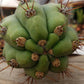 #EC45 EXACT Trichocereus Peruvianus "Storage Yard" Cactus CUTTING
