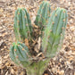 #EC45 EXACT Trichocereus Peruvianus "Storage Yard" Cactus CUTTING