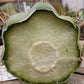 #EC45 EXACT Trichocereus Peruvianus "Storage Yard" Cactus CUTTING