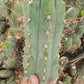 #EC45 EXACT Trichocereus Peruvianus "Storage Yard" Cactus CUTTING