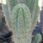 #EC45 EXACT Trichocereus Peruvianus "Storage Yard" Cactus CUTTING