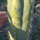 #EC45 EXACT Trichocereus Peruvianus "Storage Yard" Cactus CUTTING