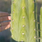 #EC45 EXACT Trichocereus Peruvianus "Storage Yard" Cactus CUTTING