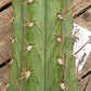 #EC45 EXACT Trichocereus Peruvianus "Storage Yard" Cactus CUTTING