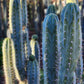 #EC45 EXACT Trichocereus Peruvianus "Storage Yard" Cactus CUTTING