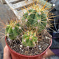 #EC57 EXACT Trichocereus Terschekii ornamental Cactus Options
