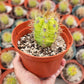 #EC57 EXACT Trichocereus Terschekii ornamental Cactus Options