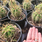 #EC57 EXACT Trichocereus Terschekii ornamental Cactus Options