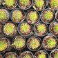 #EC57 EXACT Trichocereus Terschekii ornamental Cactus Options