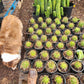 #EC57 EXACT Trichocereus Terschekii ornamental Cactus Options