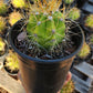 #EC57 EXACT Trichocereus Terschekii ornamental Cactus Options