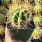 #EC57 EXACT Trichocereus Terschekii ornamental Cactus Options
