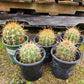 #EC57 EXACT Trichocereus Terschekii ornamental Cactus Options