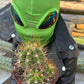 #EC57 EXACT Trichocereus Terschekii ornamental Cactus Options