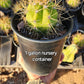 #EC57 EXACT Trichocereus Terschekii ornamental Cactus Options