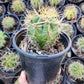 #EC57 EXACT Trichocereus Terschekii ornamental Cactus Options
