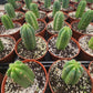 #EC67 EXACT Trichocereus Pachanoi "46"  in 6" container