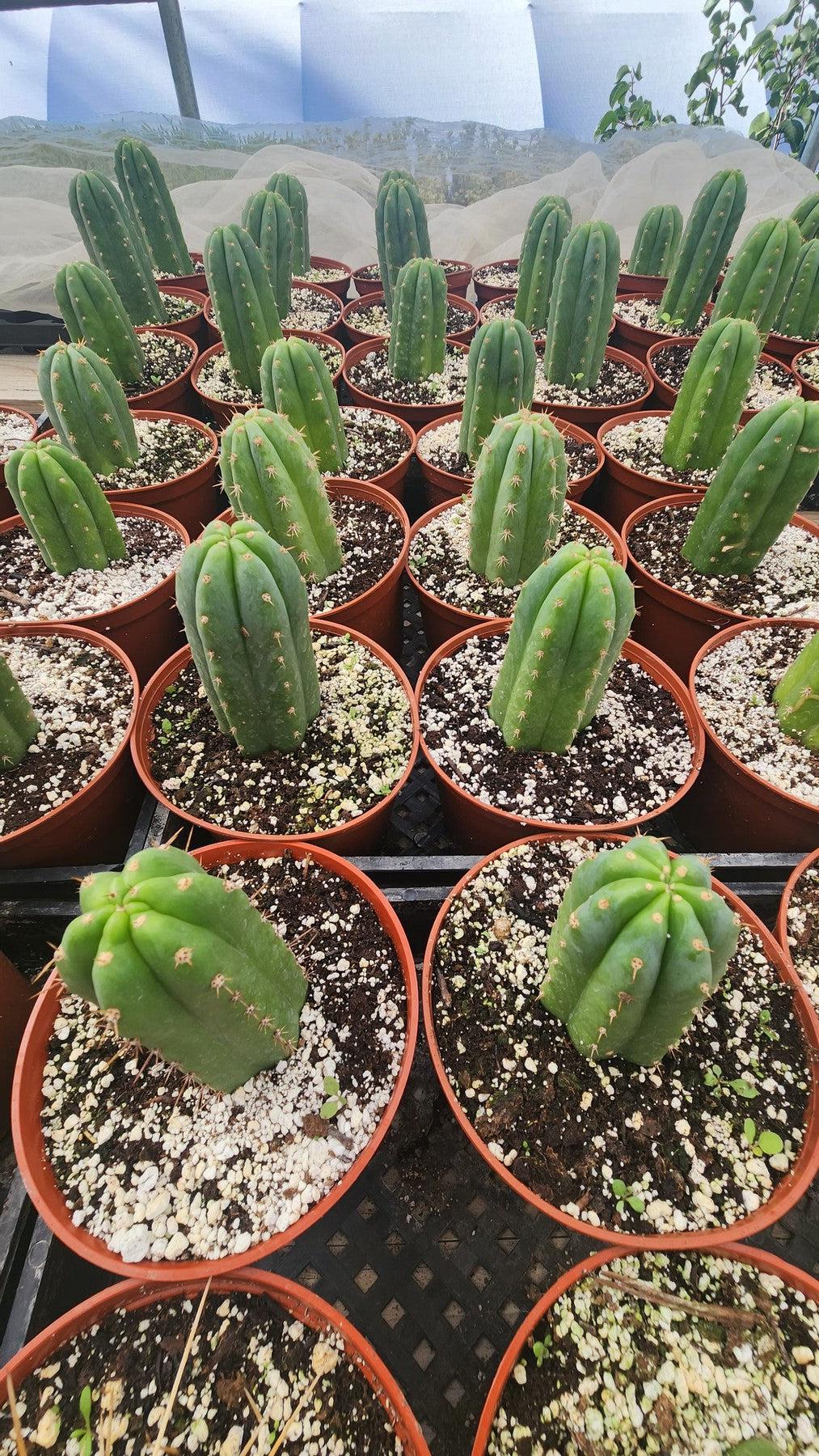 #EC67 EXACT Trichocereus Pachanoi "46"  in 6" container