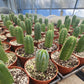 #EC67 EXACT Trichocereus Pachanoi "46"  in 6" container
