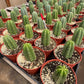 #EC67 EXACT Trichocereus Pachanoi "46"  in 6" container