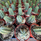 #EC67 EXACT Trichocereus Pachanoi "46"  in 6" container