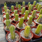#EC67 EXACT Trichocereus Pachanoi "46"  in 6" container