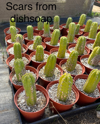 #EC67 EXACT Trichocereus Pachanoi "46"  in 6" container