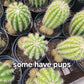 #EC68 Trichocereus Sun Goddess Cactus