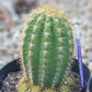 #EC68 Trichocereus Sun Goddess Cactus