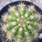 #EC68 Trichocereus Sun Goddess Cactus