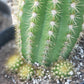 #EC68 Trichocereus Sun Goddess Cactus