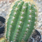 #EC68 Trichocereus Sun Goddess Cactus
