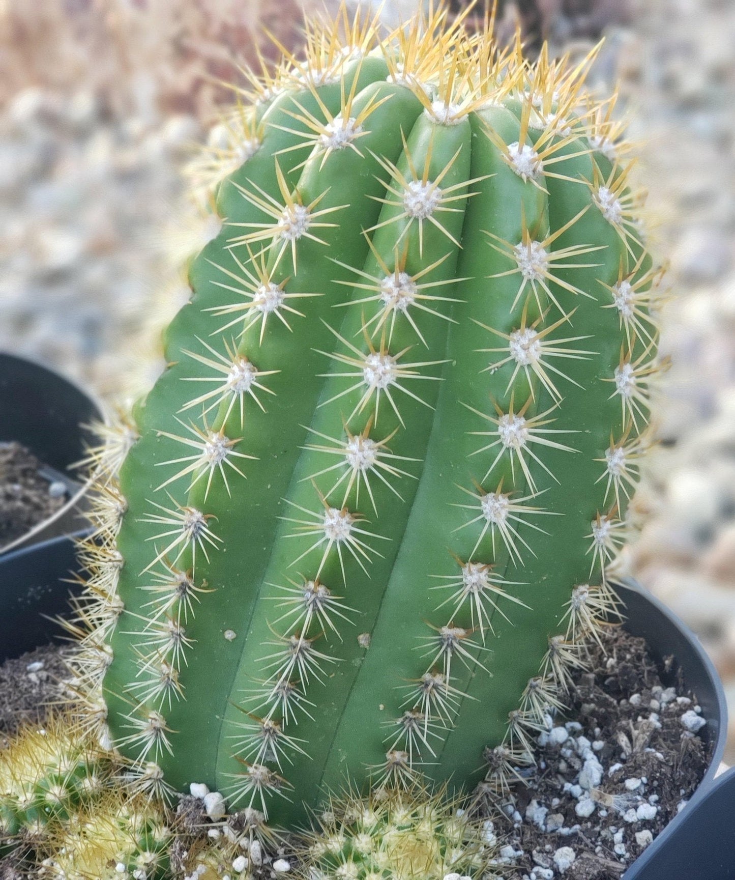 #EC68 Trichocereus Sun Goddess Cactus
