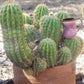 #EC68 Trichocereus Sun Goddess Cactus