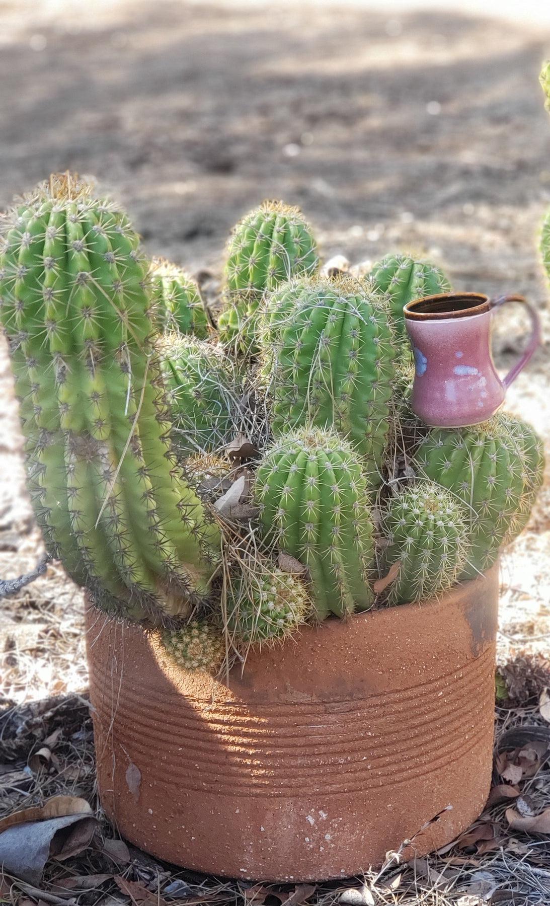 #EC68 Trichocereus Sun Goddess Cactus