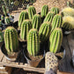 #EC68 Trichocereus Sun Goddess Cactus