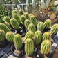 #EC68 Trichocereus Sun Goddess Cactus