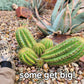 #EC68 Trichocereus Sun Goddess Cactus