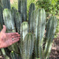 #EC69 Trichocereus Peruvianus Victoria Cactus Cutting 7-8"